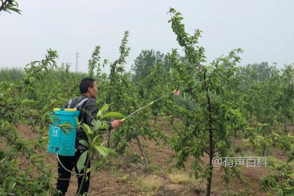 根据百度SEO规范，可以将标题修改为：尿素是哪种肥料