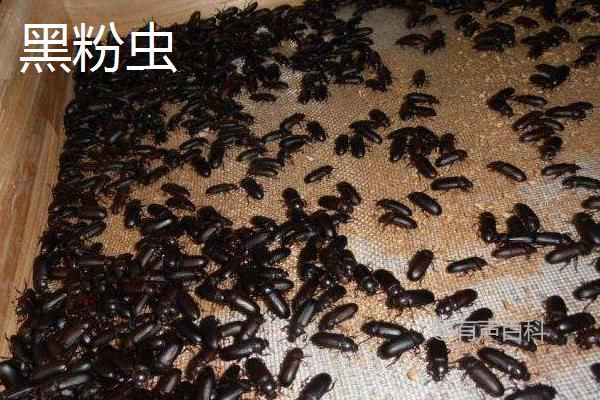 黑粉虫与黄粉虫的区别：幼虫、成虫、分布和生态特征对比