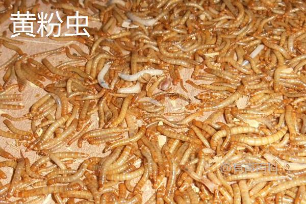 黑粉虫与黄粉虫的区别：幼虫、成虫、分布和生态特征对比