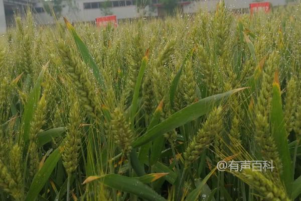 根据百度SEO规范，文章标题可以修改为：荣华520小麦品种特性及适宜播种时间分析