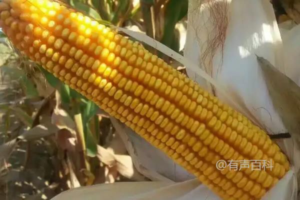 新丹555玉米品种特点介绍，生长期需浇水7-9次