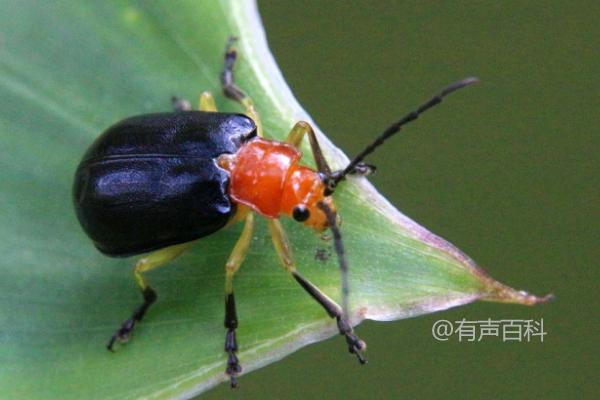 水稻负泥虫的特征、分布范围与发生规律