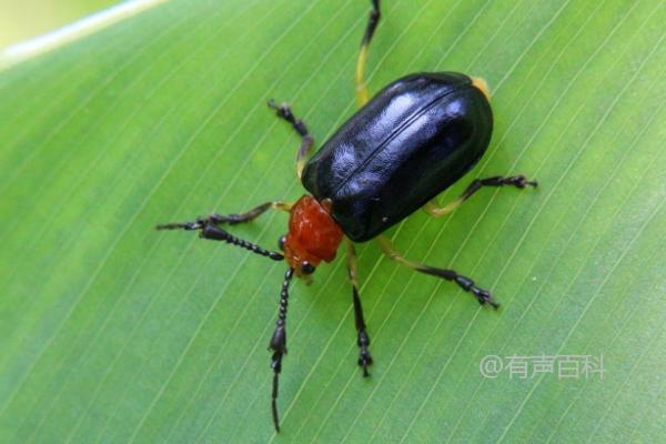 水稻负泥虫的特征、分布范围与发生规律