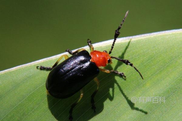 水稻负泥虫的特征、分布范围与发生规律