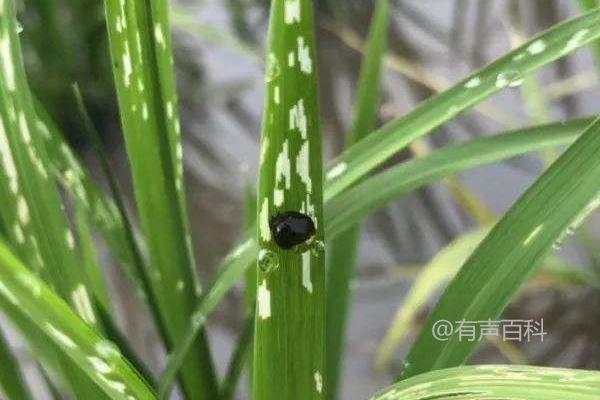 水稻负泥虫的特征、分布范围与发生规律