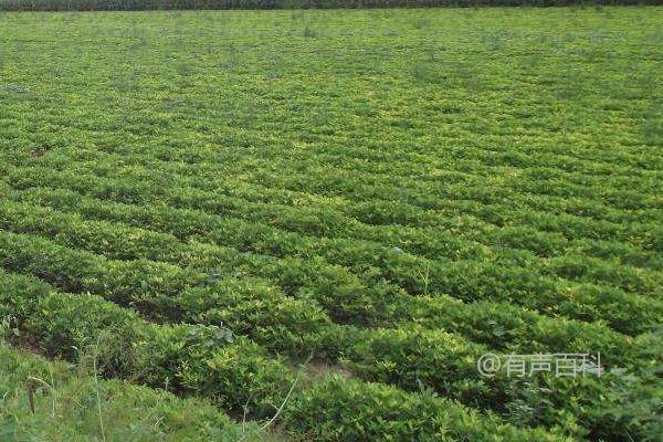 黑花生的产地、生长环境和营养价值