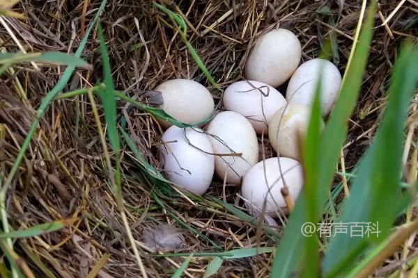 野生鸭蛋通常生长在哪里？