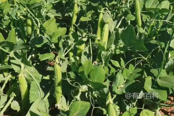 豌豆种植亩产量及效益分析