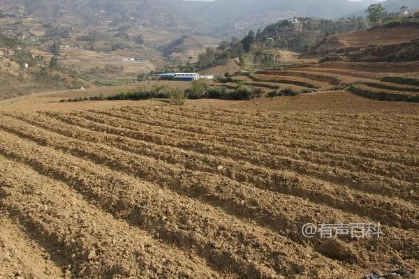 豌豆种植亩产量及效益分析