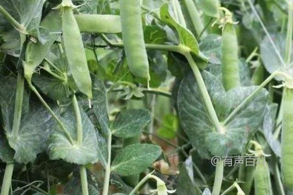 豌豆种植亩产量及效益分析