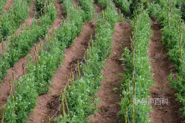 豌豆种植亩产量及效益分析