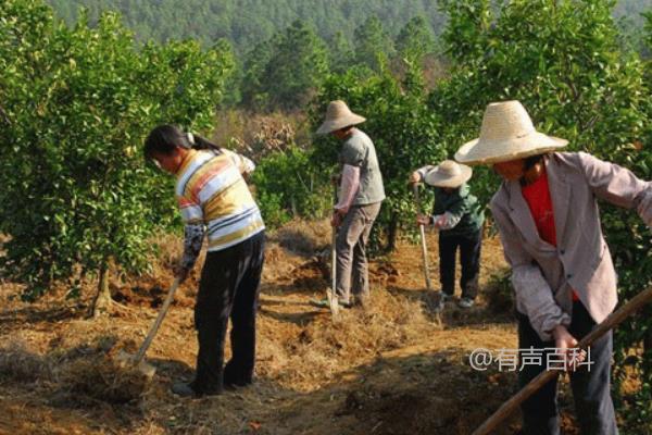 果树春季施肥最佳方法