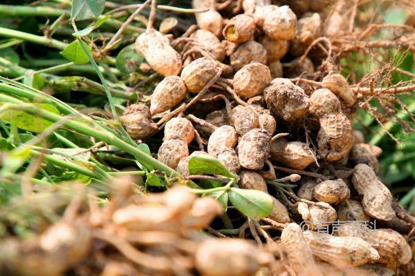 油料作物种类介绍：花生的含油率特别高