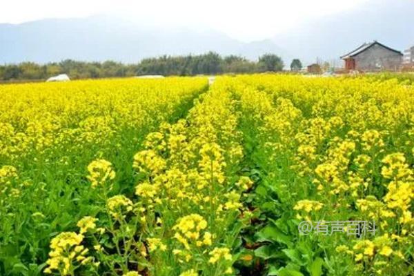 油料作物种类介绍：花生的含油率特别高