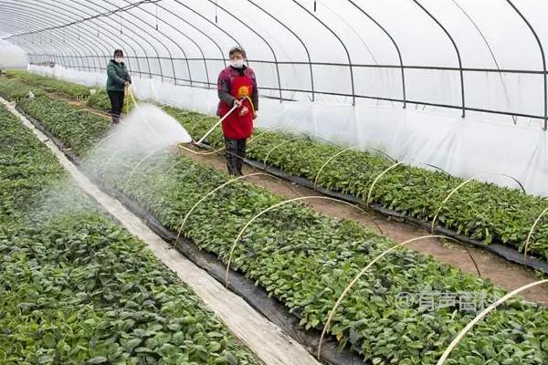 冬季大棚蔬菜浇水的注意事项及温度过低时的浇水频率调整