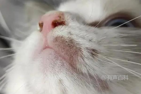 蠕形螨猫症状详解：感染初期眼睑及眼周出现银白色糠皮状鳞屑