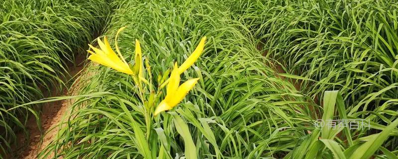 黄花菜种植时间及种植技术详解