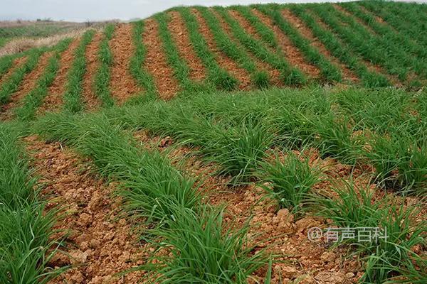 黄花菜种植时间及种植技术详解