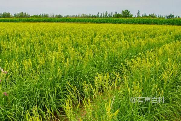 黄花菜种植时间及种植技术详解