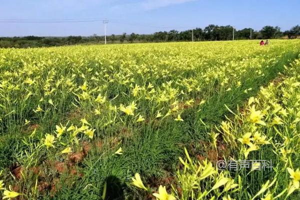 黄花菜种植时间及种植技术详解