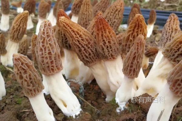 羊肚菌栽培配方及常用材料：栎木屑、棉籽壳、麦麸等