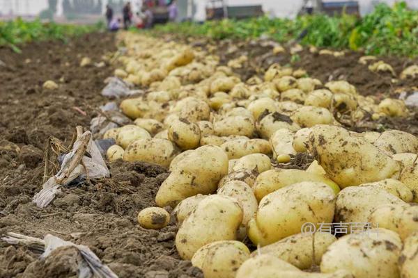 土豆种植前景展望及土豆市场部分交易低迷情况