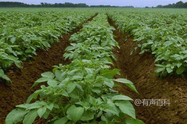 土豆种植前景展望及土豆市场部分交易低迷情况