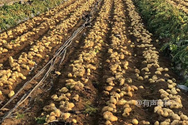 土豆种植前景展望及土豆市场部分交易低迷情况