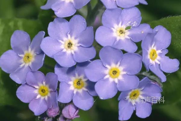 永恒之花：代表永恒爱情的花束