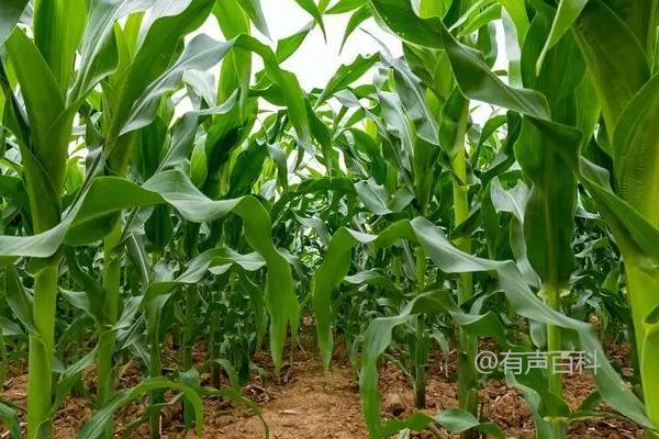 陕西科528玉米品种特点及种植密度推荐：每亩适宜4500株