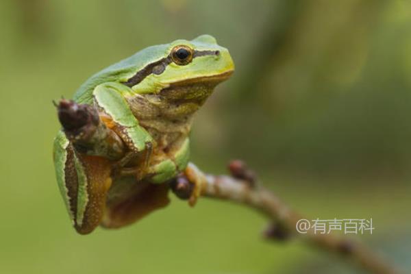 青蛙是一种常见的两栖动物，下面是一些关于青蛙的资料和关于它们繁殖发育的信息：

1. 青蛙的特征：青蛙属于两栖动物，通常有四条腿和长舌头。它们的皮肤通常湿润，可以吸收水分和氧气。

2. 青蛙的种类：世界上有很多种类的青蛙，它们的大小、颜色和习性各不相同。一些常见的种类包括树蛙、水蛙和陆地蛙。

3. 青蛙的生活环境：青蛙通常生活在湖泊、河流、池塘和沼泽等水域附近的地方。它们需要水来繁殖和生活。

4. 青蛙的繁殖方式：青蛙的繁殖方式是通过产卵和蝌蚪阶段来完成的。雌性青蛙会在水中产下卵，然后雄性青蛙会在上面释放精子，使卵受精。受精后，卵会孵化成蝌蚪。

5. 青蛙的发育过程：蝌蚪会在水中生活一段时间，通过吃水中的植物和浮游生物来获取营养。随着时间的推移，蝌蚪会逐渐发育成为青蛙，它们的四肢会长出来，尾巴会消失。

希望这些信息对你有帮助！如果你还有其他问题，我会尽力回答。