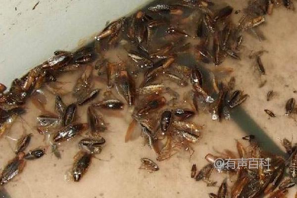 蟑螂的繁殖速度、寿命及食物来源介绍