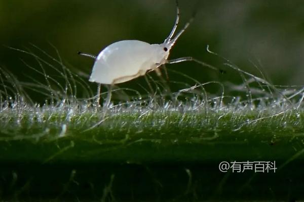 豆角蚜虫如何用土方法治疗