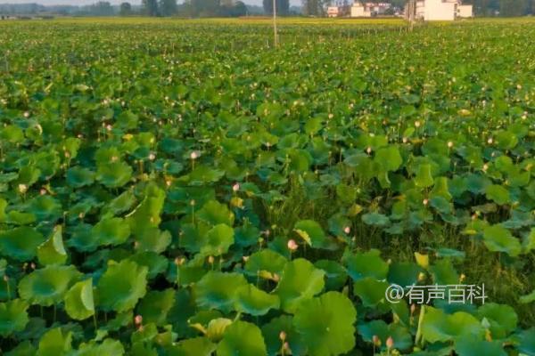 莲子冬天会不会冻死，在野外会冻死

莲子在冬天一般不会冻死，因为它们有耐寒的特性。在野外，莲子通常能够适应低温环境，不会轻易死亡。