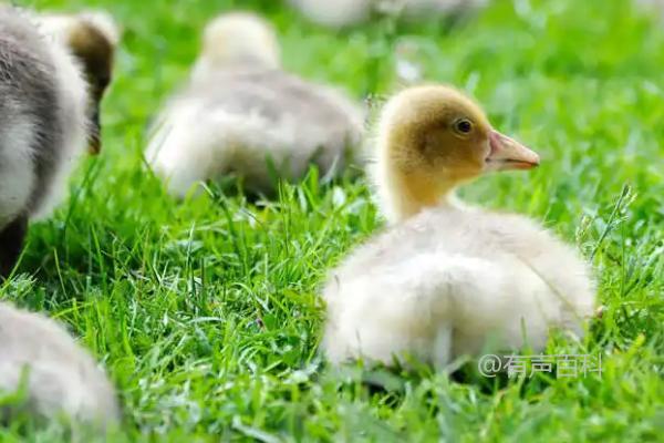 如何判断小鹅的饥饿感和饱腹感，如何科学合理地控制饲喂量