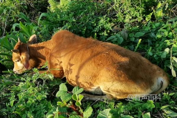 牛的体重受性别、品种和年龄等因素影响