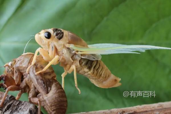 金蝉的养殖周期及注意事项