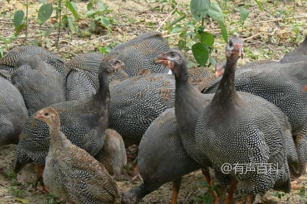 山林环境下的最佳珍珠鸡散养方法