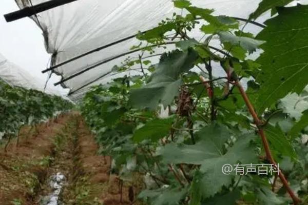 葡萄溃疡病的治疗方法及提高葡萄株果实产量的技巧