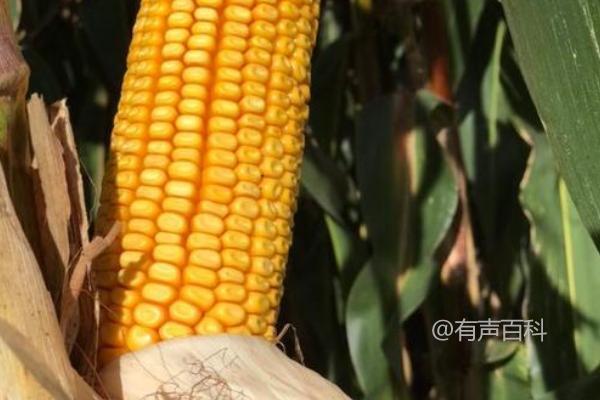 英玉1358玉米品种介绍及适宜种植密度5000株/亩左右