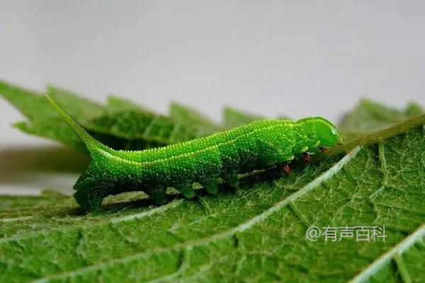 豆虫价格、一斤多少钱，市场行情查询