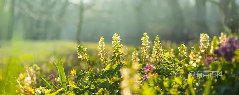 马蓼植物简介及形态特点