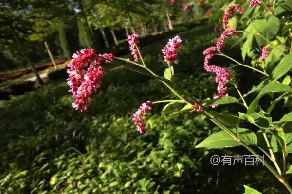 马蓼植物简介及形态特点