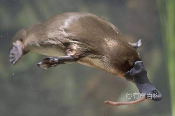 鸥嘴兽是哺乳动物吗，是卵胎生还是卵生动物？