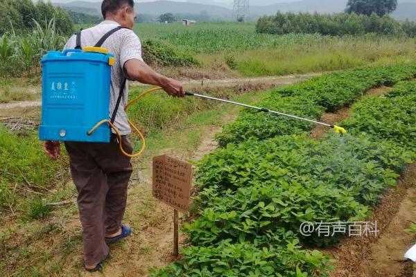 春季花卉病虫害防治药剂选择指南