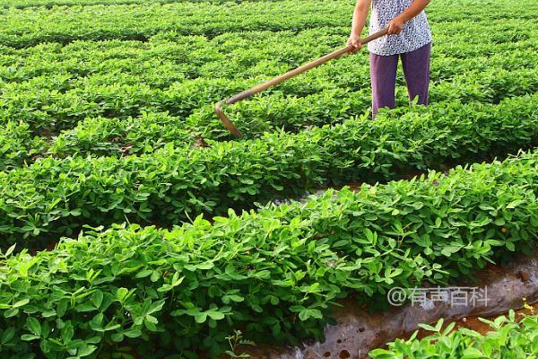 春季花卉病虫害防治药剂选择指南