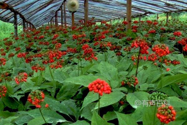 人参种植时间：不同季节播种的最佳时机