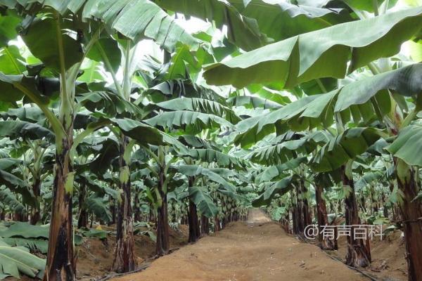 您好！关于香蕉种植的问题，我可以告诉您，香蕉一般需要12-18个月的时间才能结果。而栽培季节对香蕉的生长和结果也有一定的影响。一般来说，香蕉适合在温暖潮湿的季节种植，比如春季和夏季。在寒冷的冬季，香蕉的生长速度会变慢，甚至停滞不前。希望这些信息能对您有所帮助！