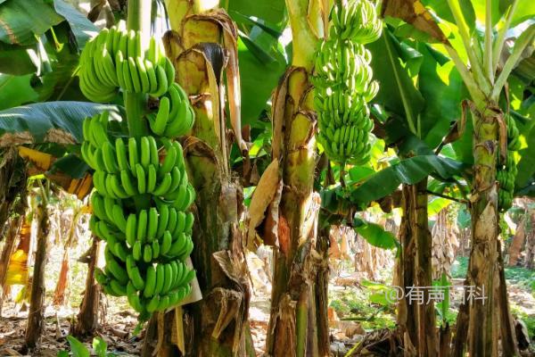 您好！关于香蕉种植的问题，我可以告诉您，香蕉一般需要12-18个月的时间才能结果。而栽培季节对香蕉的生长和结果也有一定的影响。一般来说，香蕉适合在温暖潮湿的季节种植，比如春季和夏季。在寒冷的冬季，香蕉的生长速度会变慢，甚至停滞不前。希望这些信息能对您有所帮助！