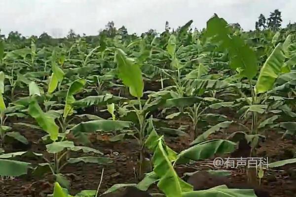 您好！关于香蕉种植的问题，我可以告诉您，香蕉一般需要12-18个月的时间才能结果。而栽培季节对香蕉的生长和结果也有一定的影响。一般来说，香蕉适合在温暖潮湿的季节种植，比如春季和夏季。在寒冷的冬季，香蕉的生长速度会变慢，甚至停滞不前。希望这些信息能对您有所帮助！